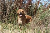 GOLDEN RETRIEVER 097